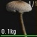 SCUM - Mushroom Guide image 15