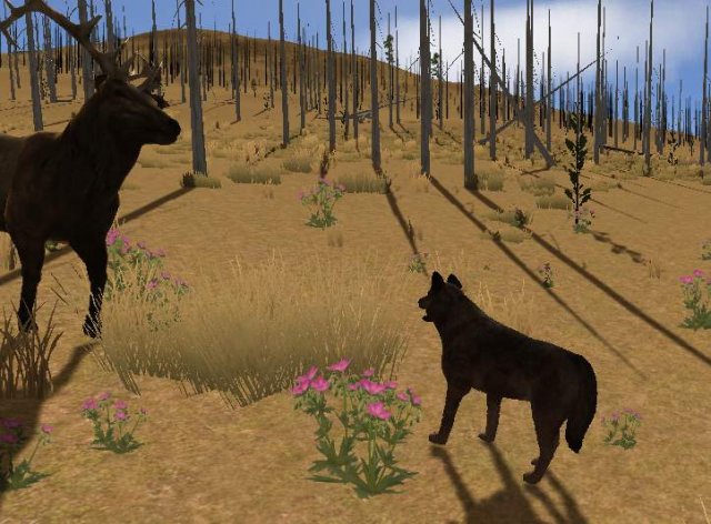 WolfQuest - How to Kill a Bull Elk (For Beginners)