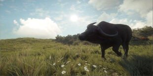 The Hunter: Call of the Wild - Bison and Buffalo Hunting Guide image 7