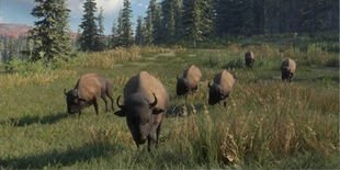 The Hunter: Call of the Wild - Bison and Buffalo Hunting Guide image 5